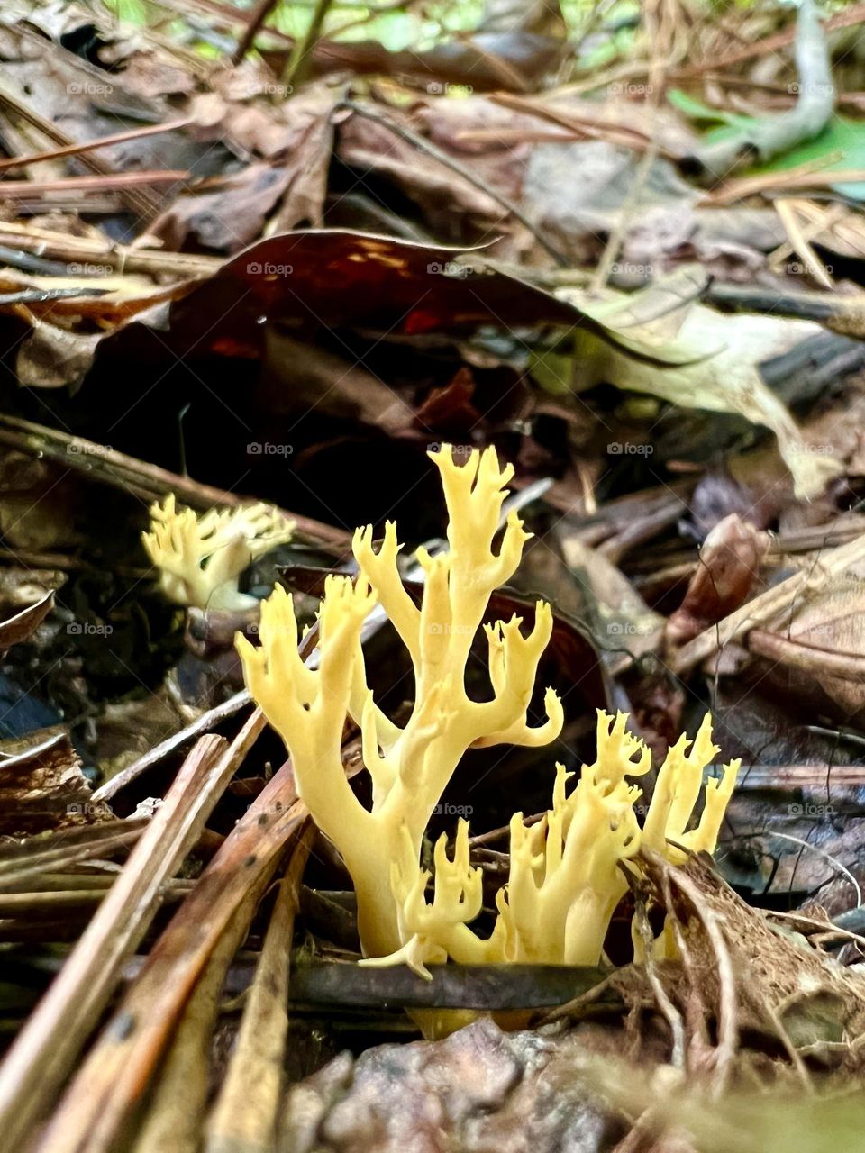 Closeup of yellow coral mushroom on the forest floor, amid leaf litter and pine needles 