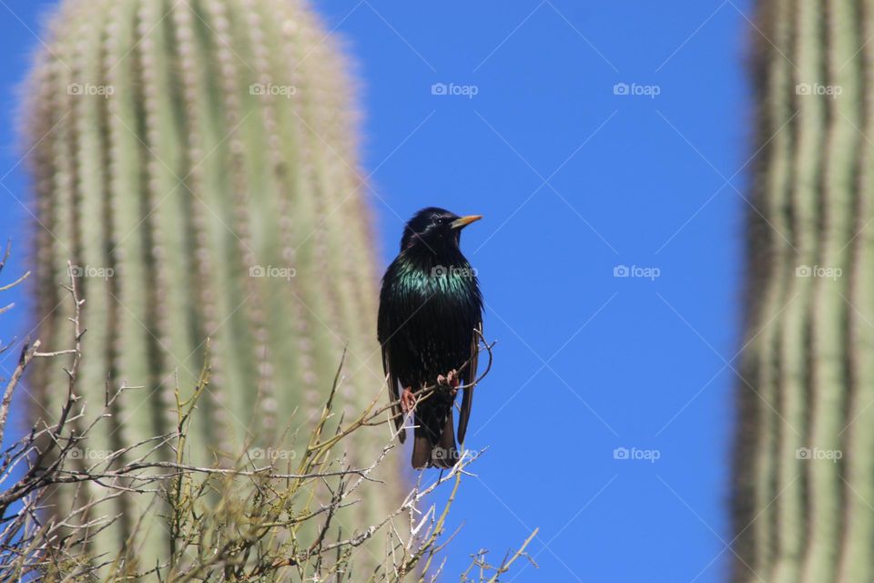 Starling in the Desert