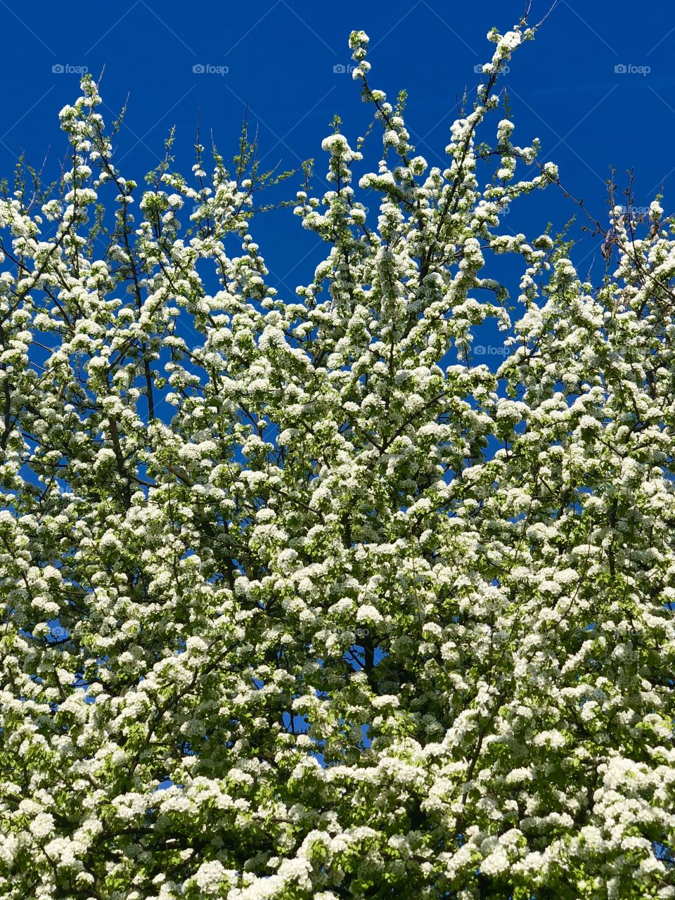 Spring season flowering tree 