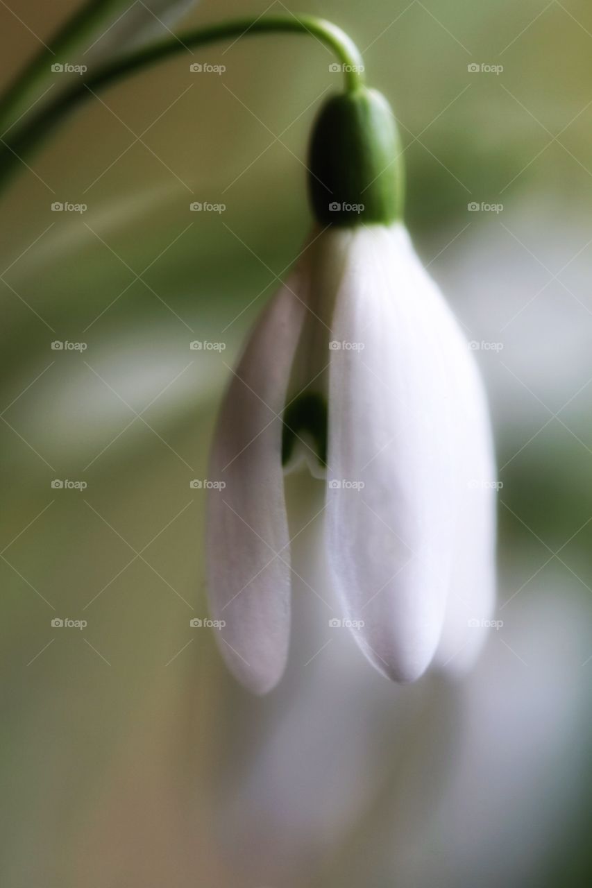 A close up image of a pure white snowdrop.