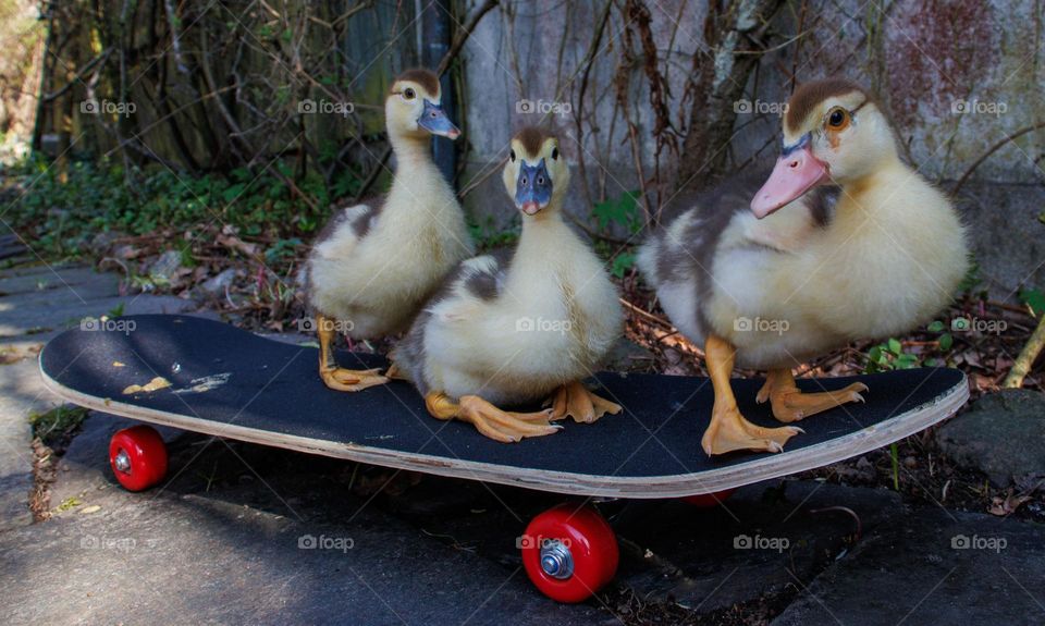 Birds Ducks having fun. They climbing at ths skateboard and walk down again all the time so i snap a pic