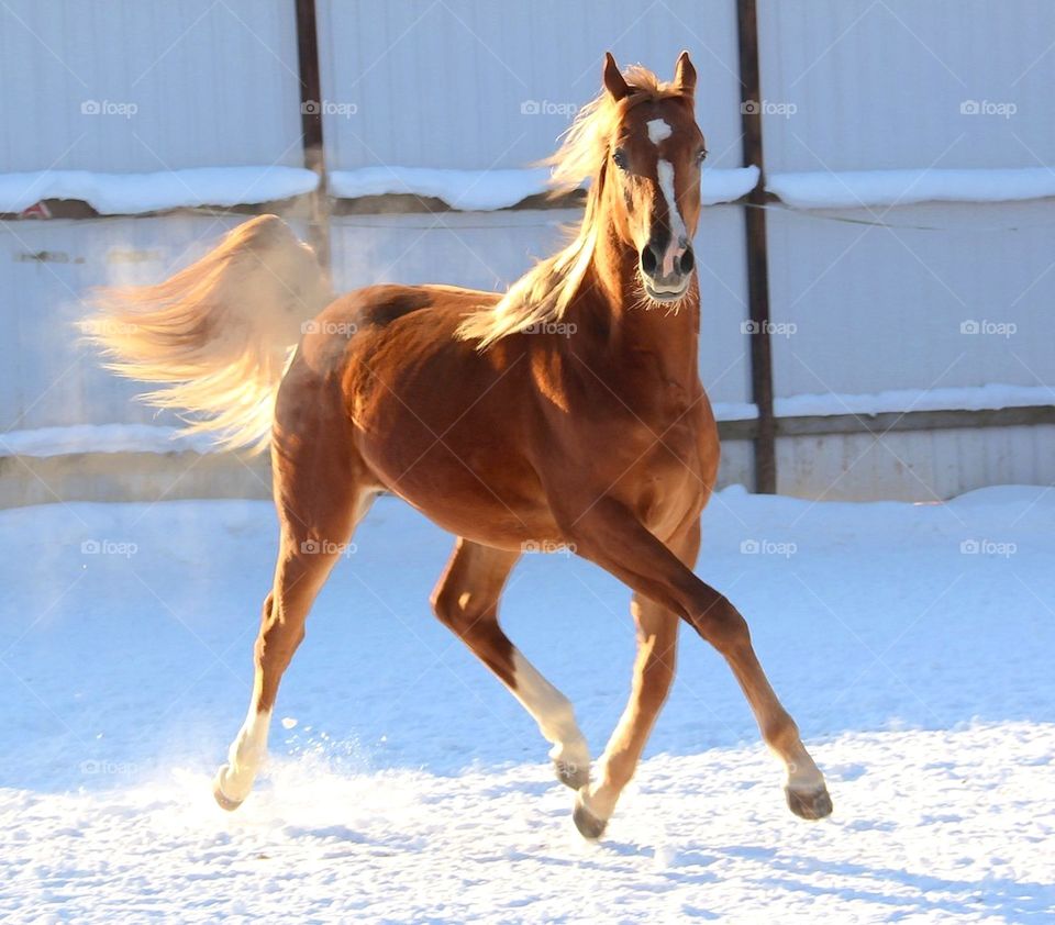 High angle view of horse in snow