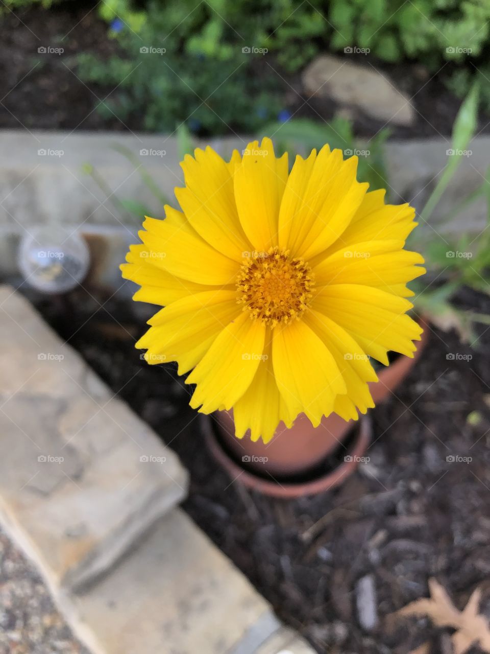 Coreopsis Bloom