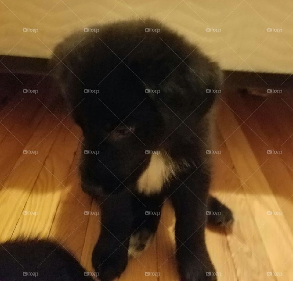 shy puppy, black puppy with white on chest, St Bernard / Lab mix, 9 weeks old