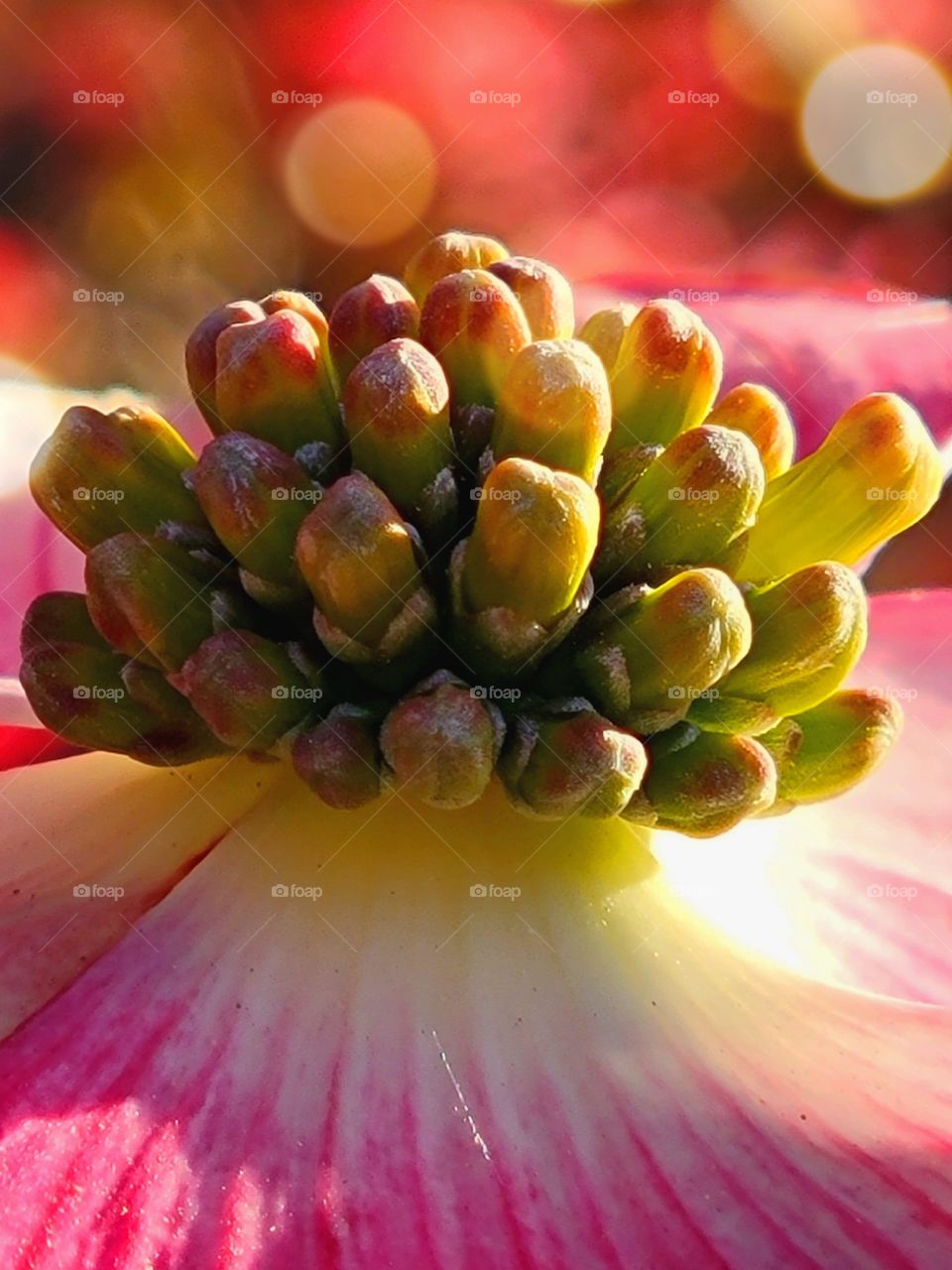 Macro Capture of a Dogwood tree blossom