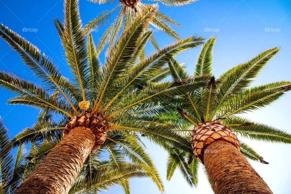 Palm trees in Ibiza