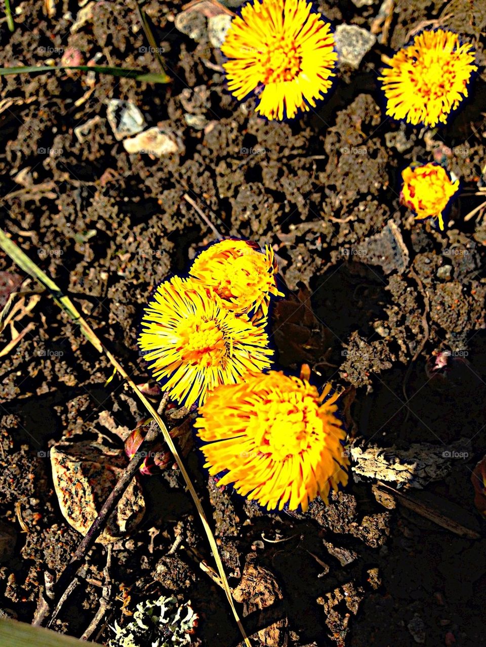 Yellows Spring Flower