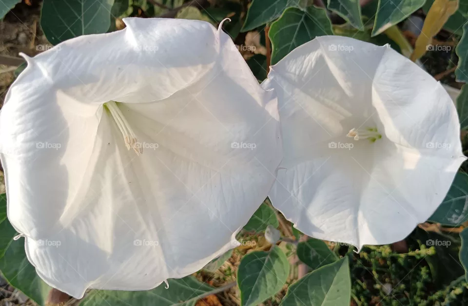 White flower
