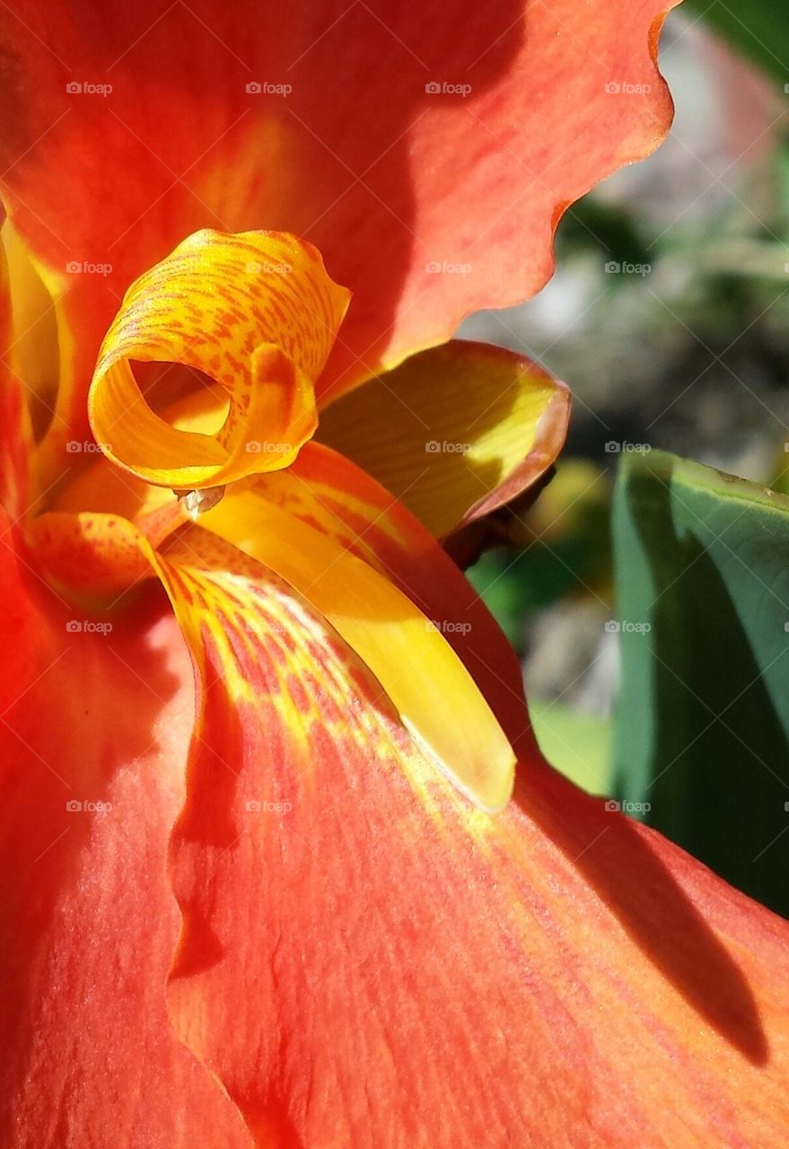 canna lily
