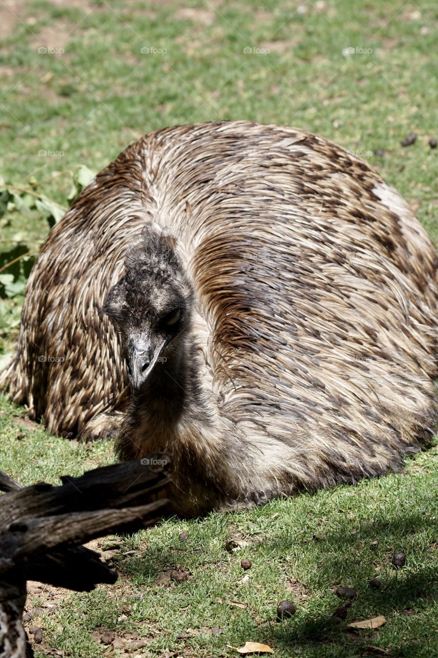 Emu