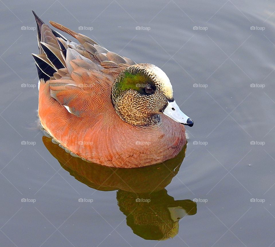 Cinnamon Teal-Duck