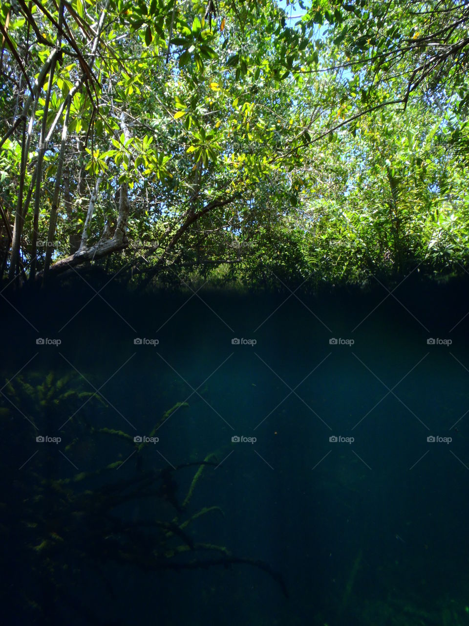 Two worlds. I took this one while swimming in a river in Mexico, pretty cool catch of under and above the water