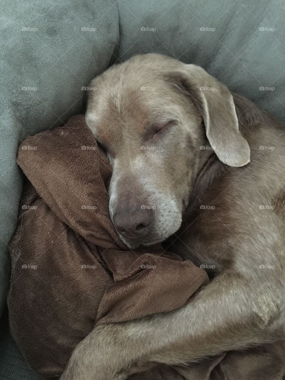 Dog sleeping on bed