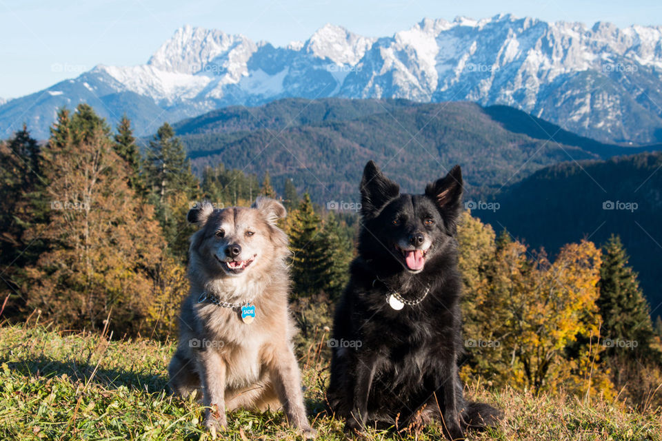 Exploring the alps with my dogs 