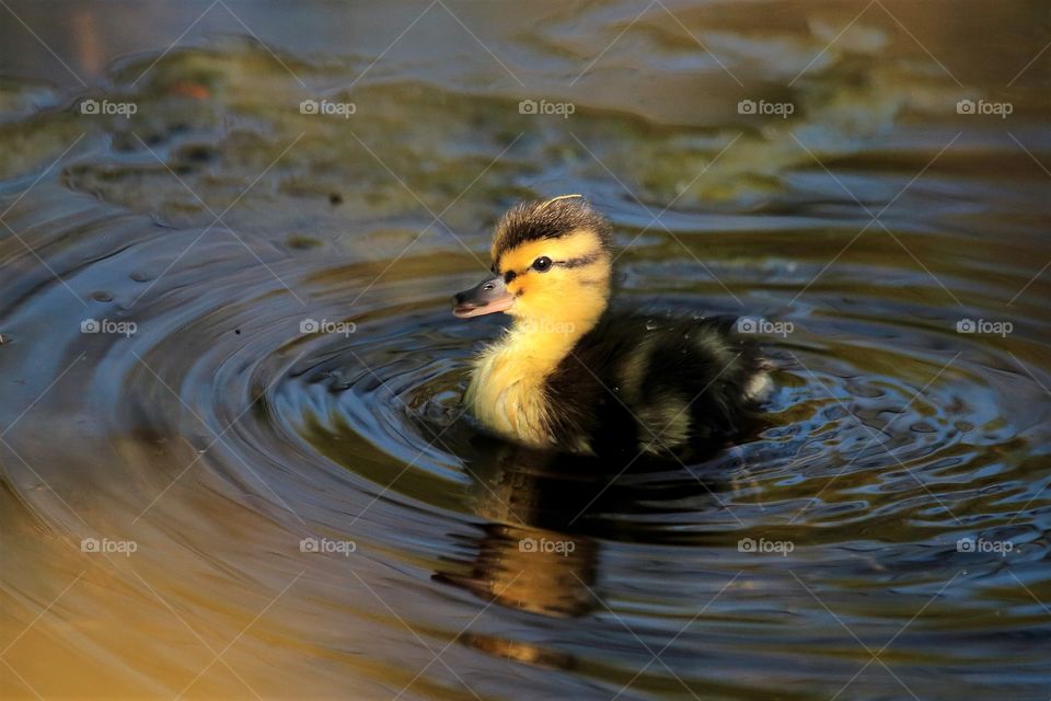 Mallard duckling swimming in water