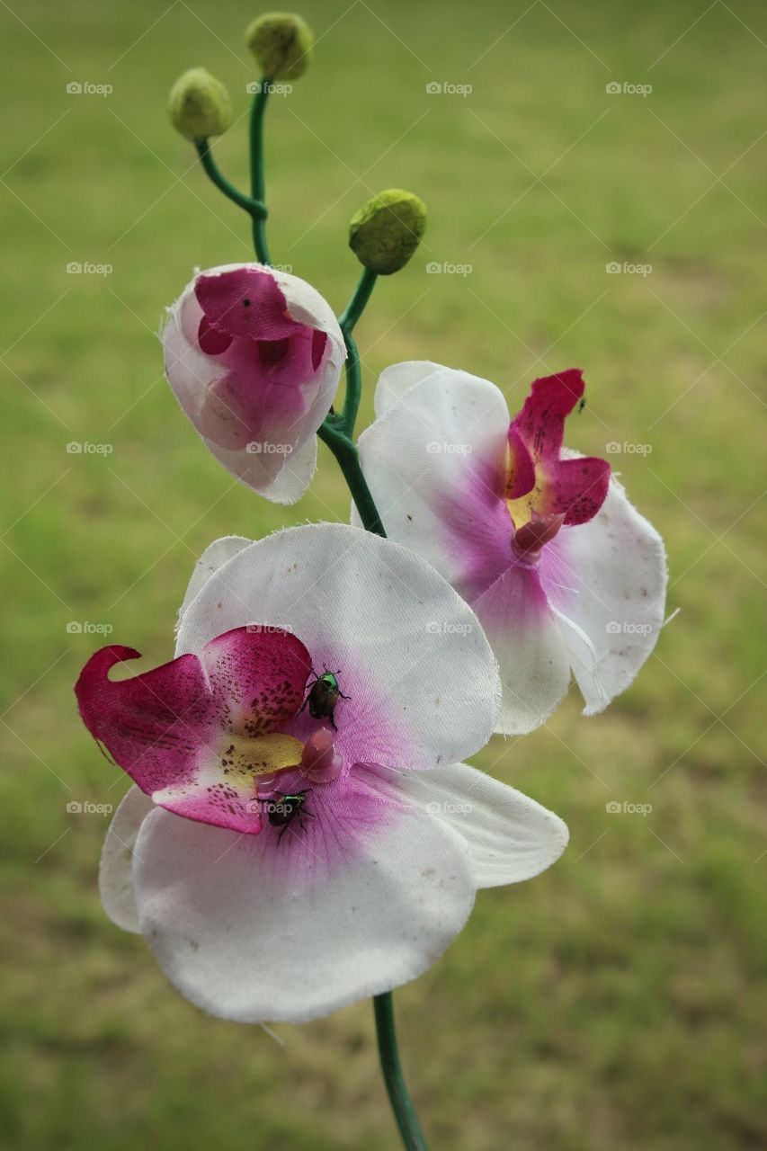 Orchid Flower