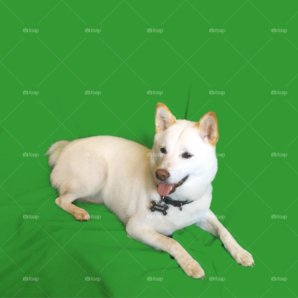 Foapcom Dog Shiba Inu Green Screen My Dog With A Green