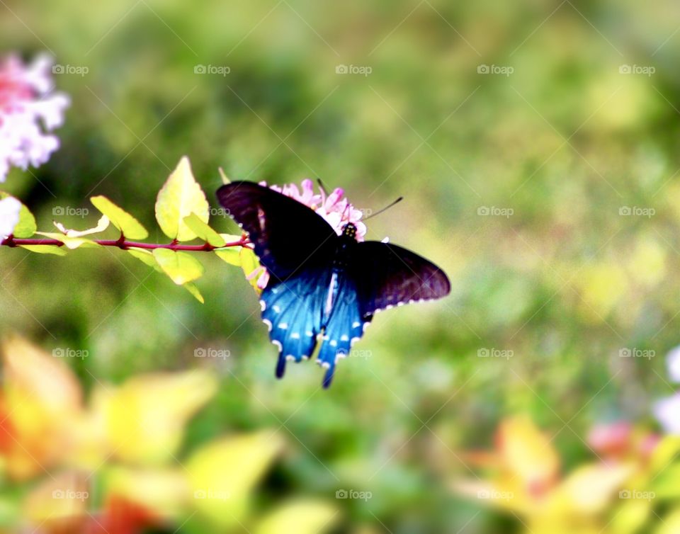 Bright Iridescent Blue Butterfly 