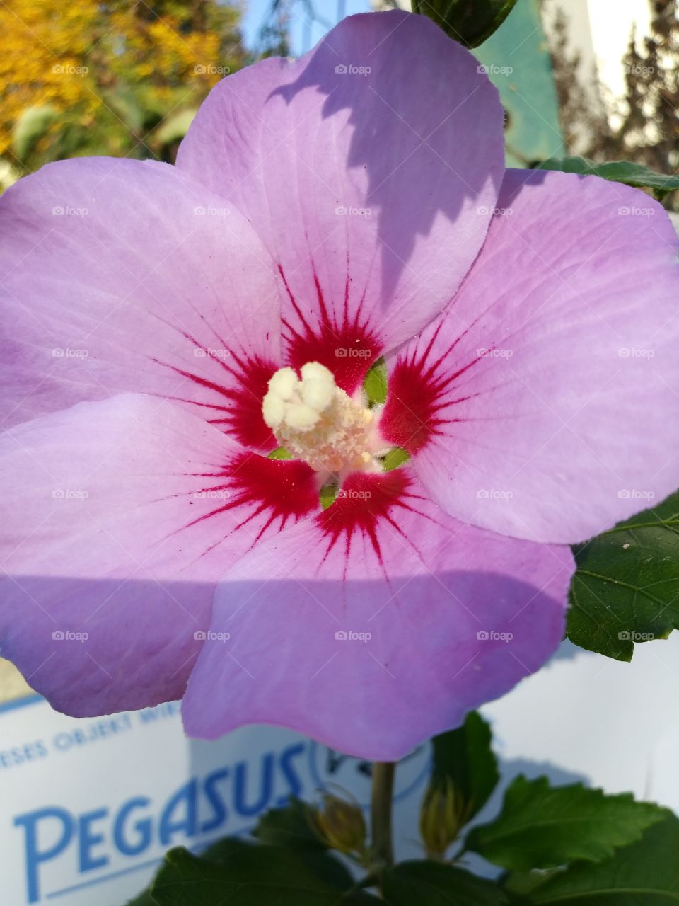 makro of lila flower