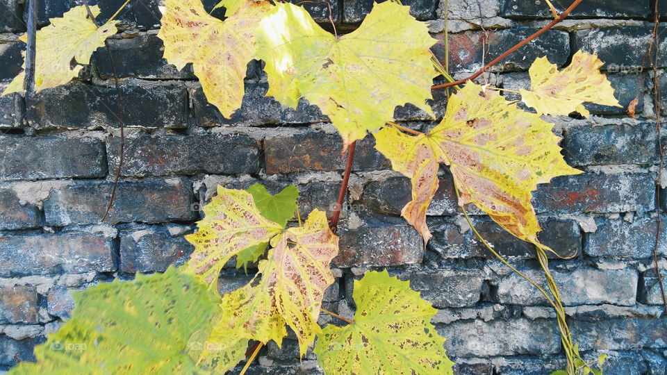 Close-up of autumn leaves