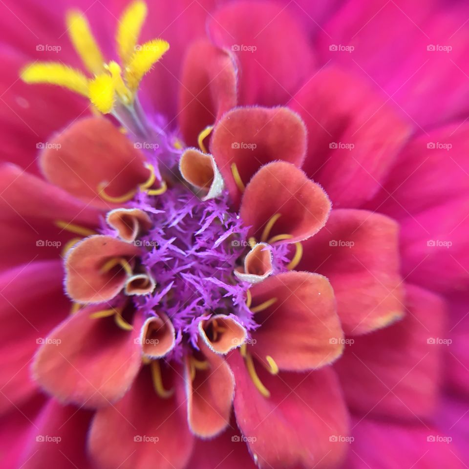 Zinnia