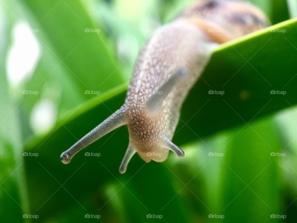 Snail on the leaf