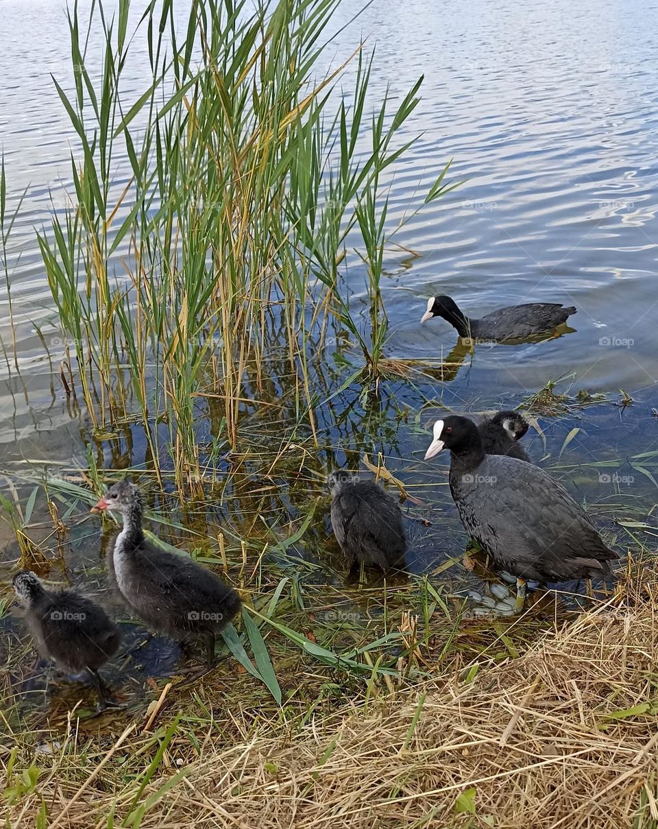 ducks family on a lake summer time mobile photography