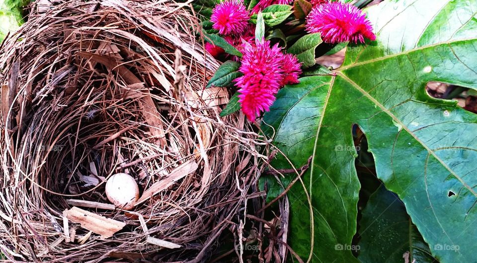 Entre as folhas e flores um pequenino passaro nascerá.