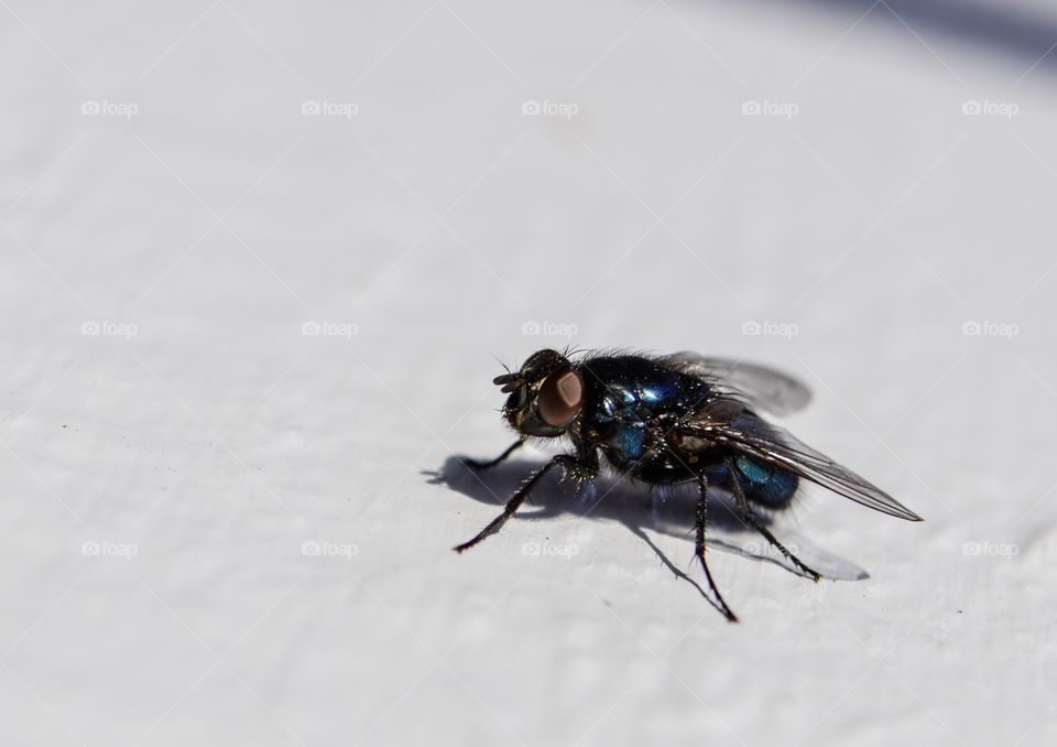 Isolated fly