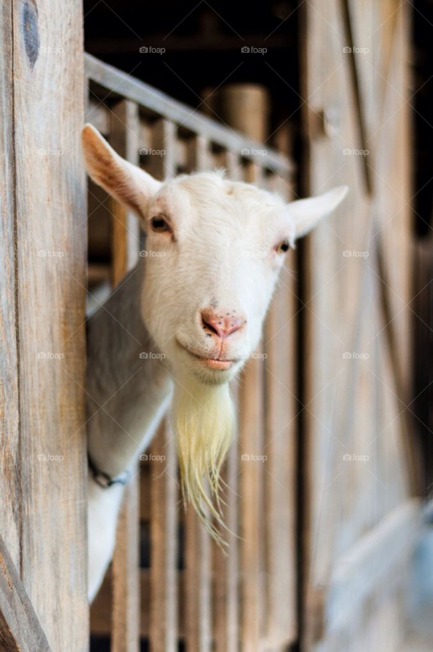 A curious goat