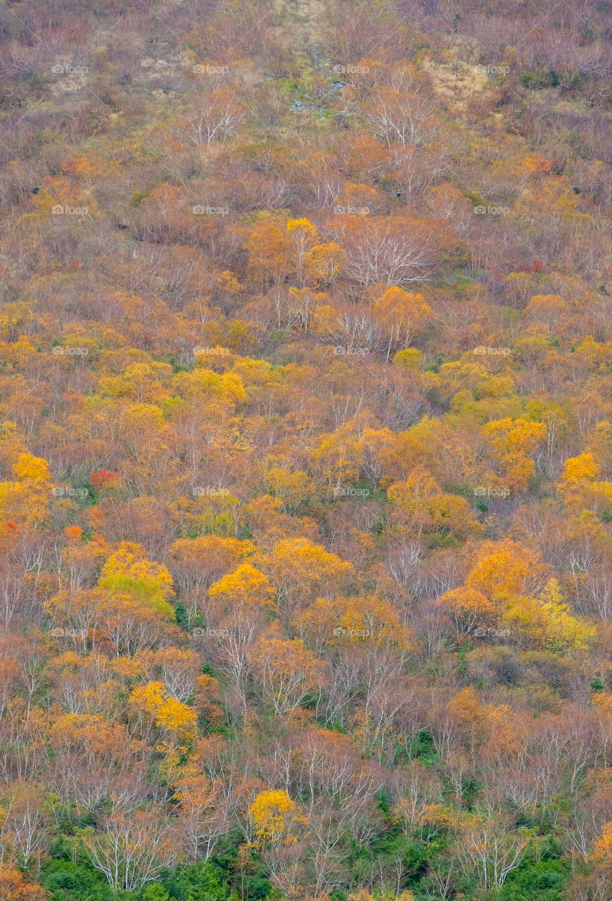 Autumn scene on the mountain