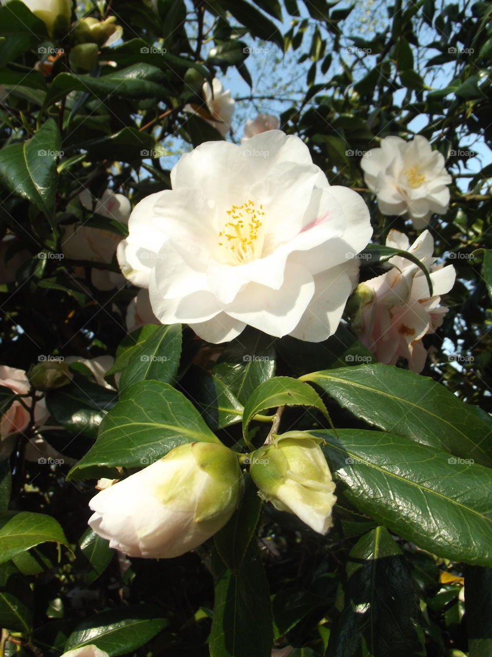 Beautiful White Magnolia Flowers