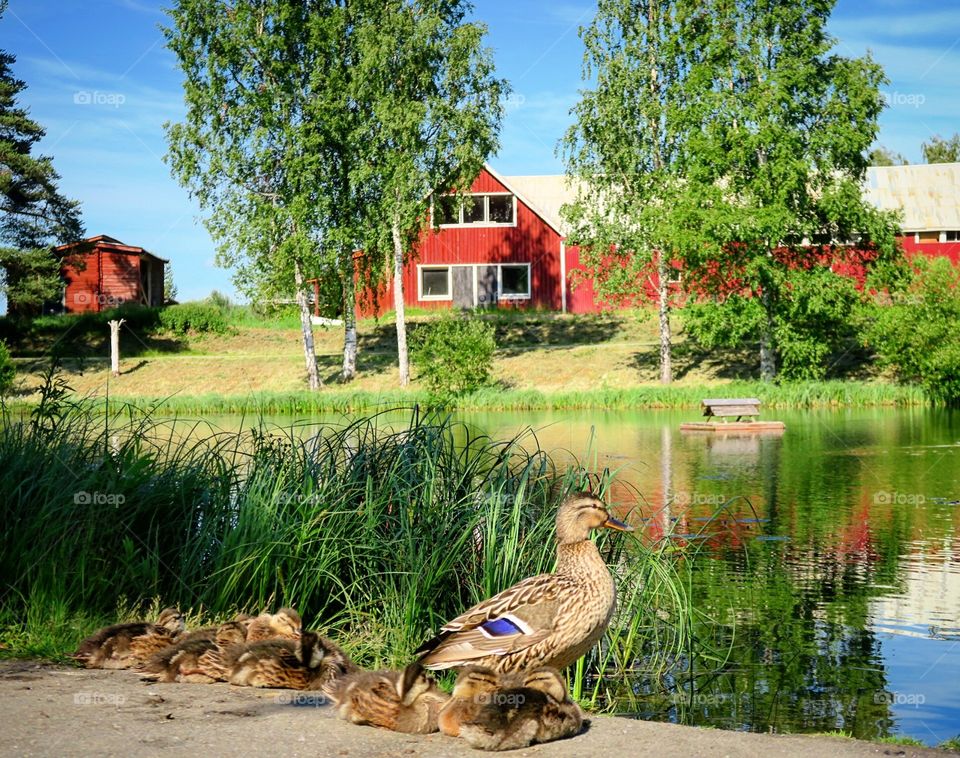 Ducks by water with red farm house 