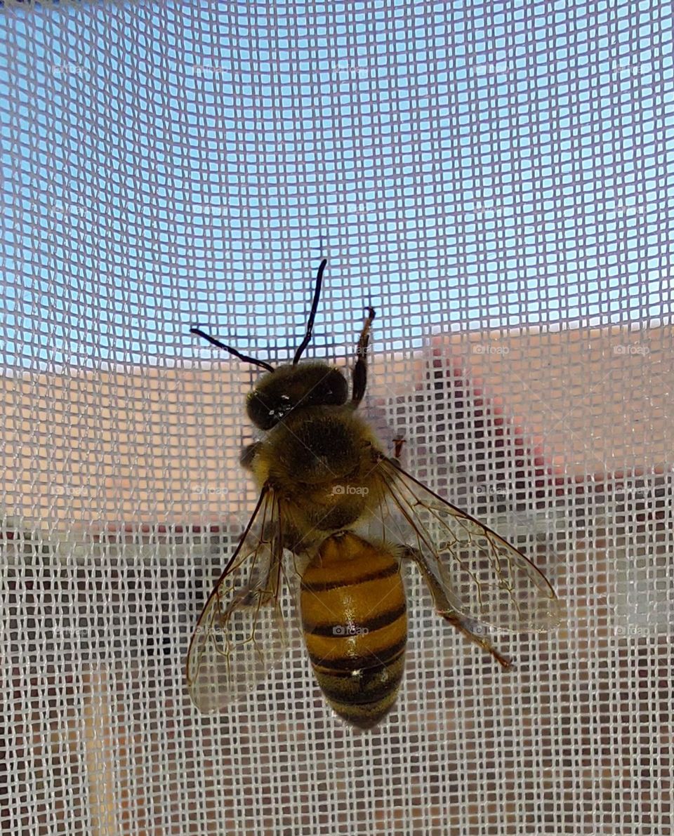 Honey Bee on Curtain indoors
