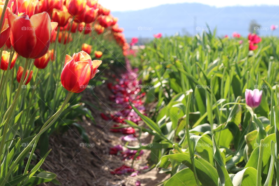 Pathway of tulips 
