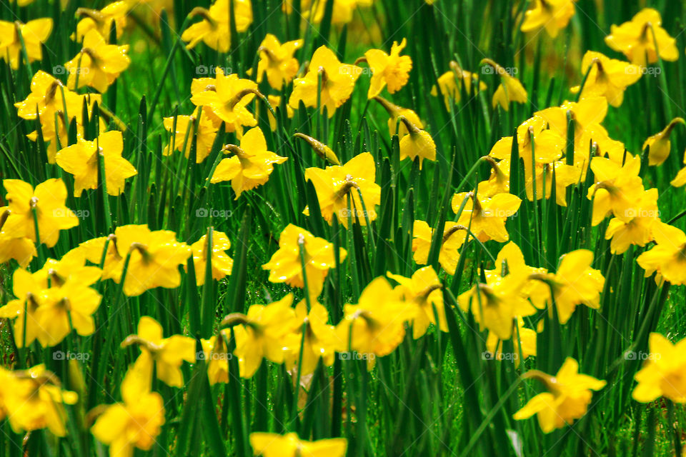 Daffodils In Spring