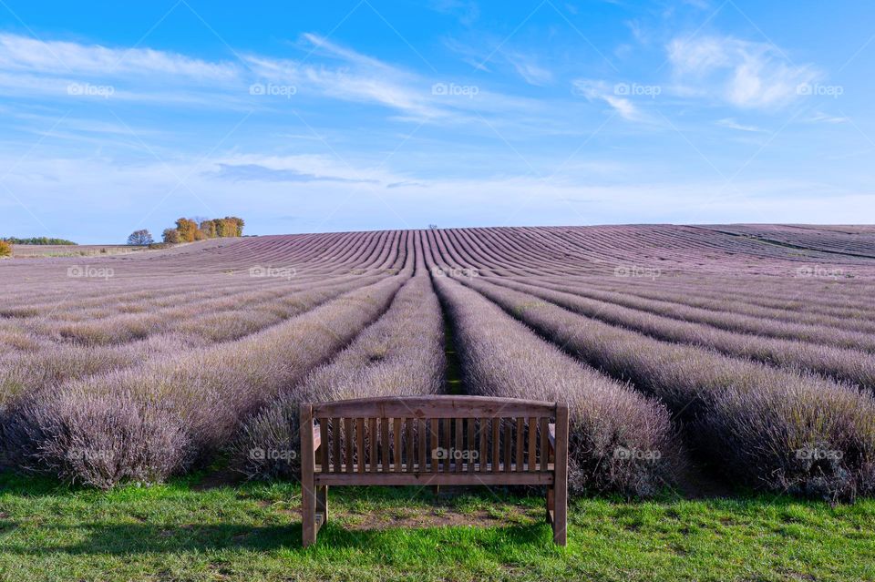 Empty wooden bench with a view at lavender fields in autumn.