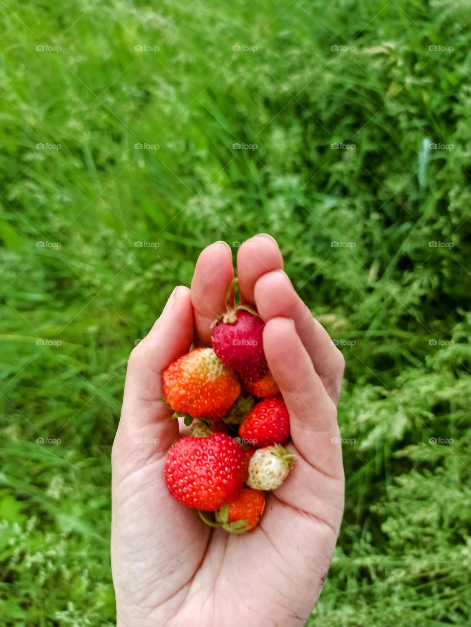 a handful of strawberries in the hand on a background of grass. Summer.