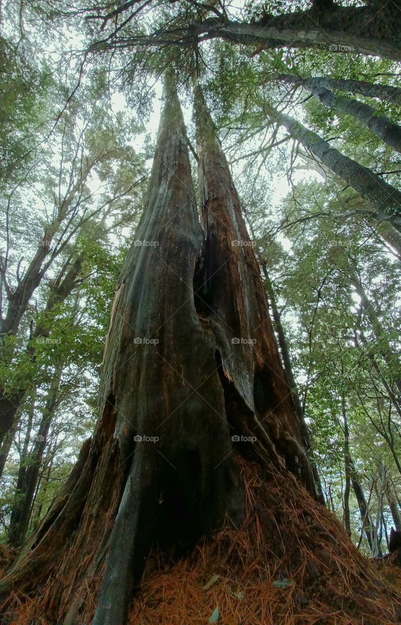 Looking up at the tree 1.