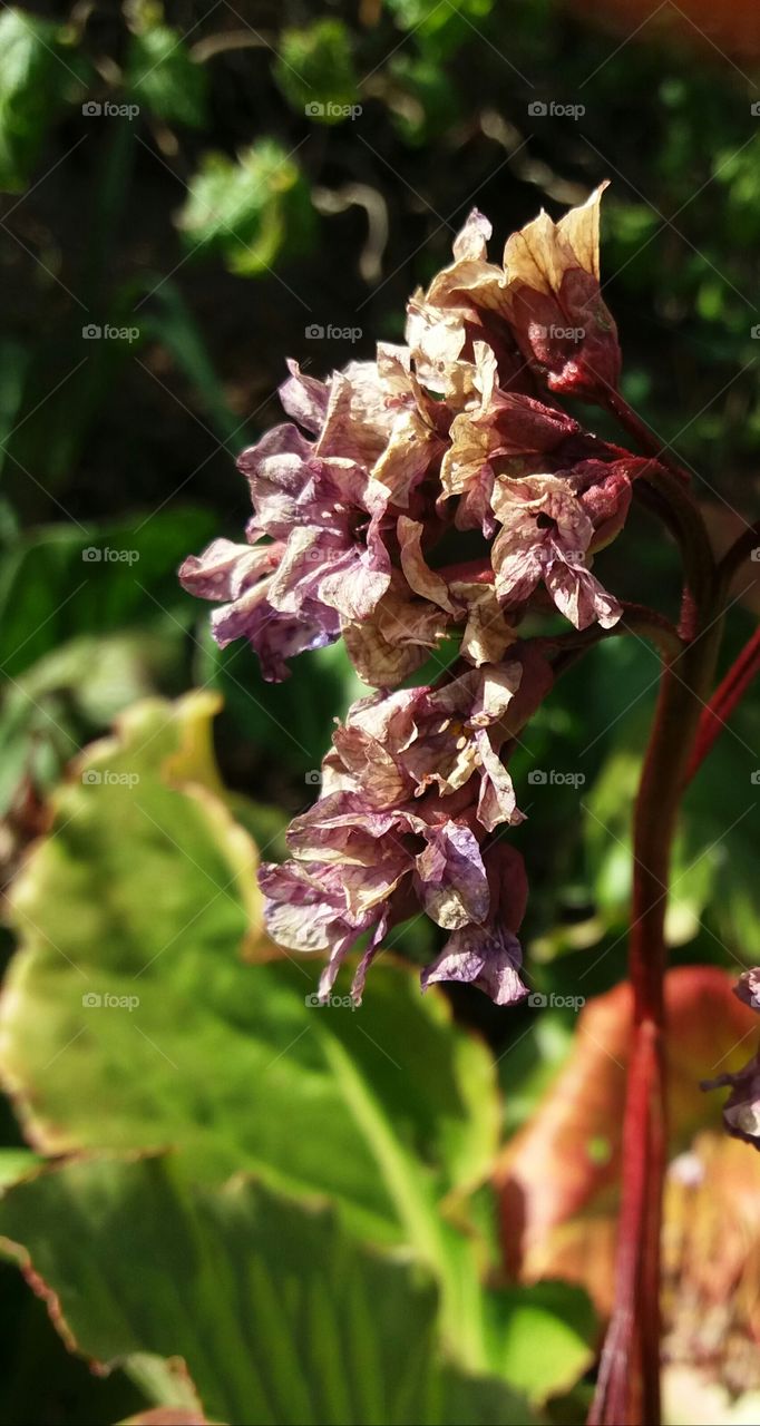 mature flower