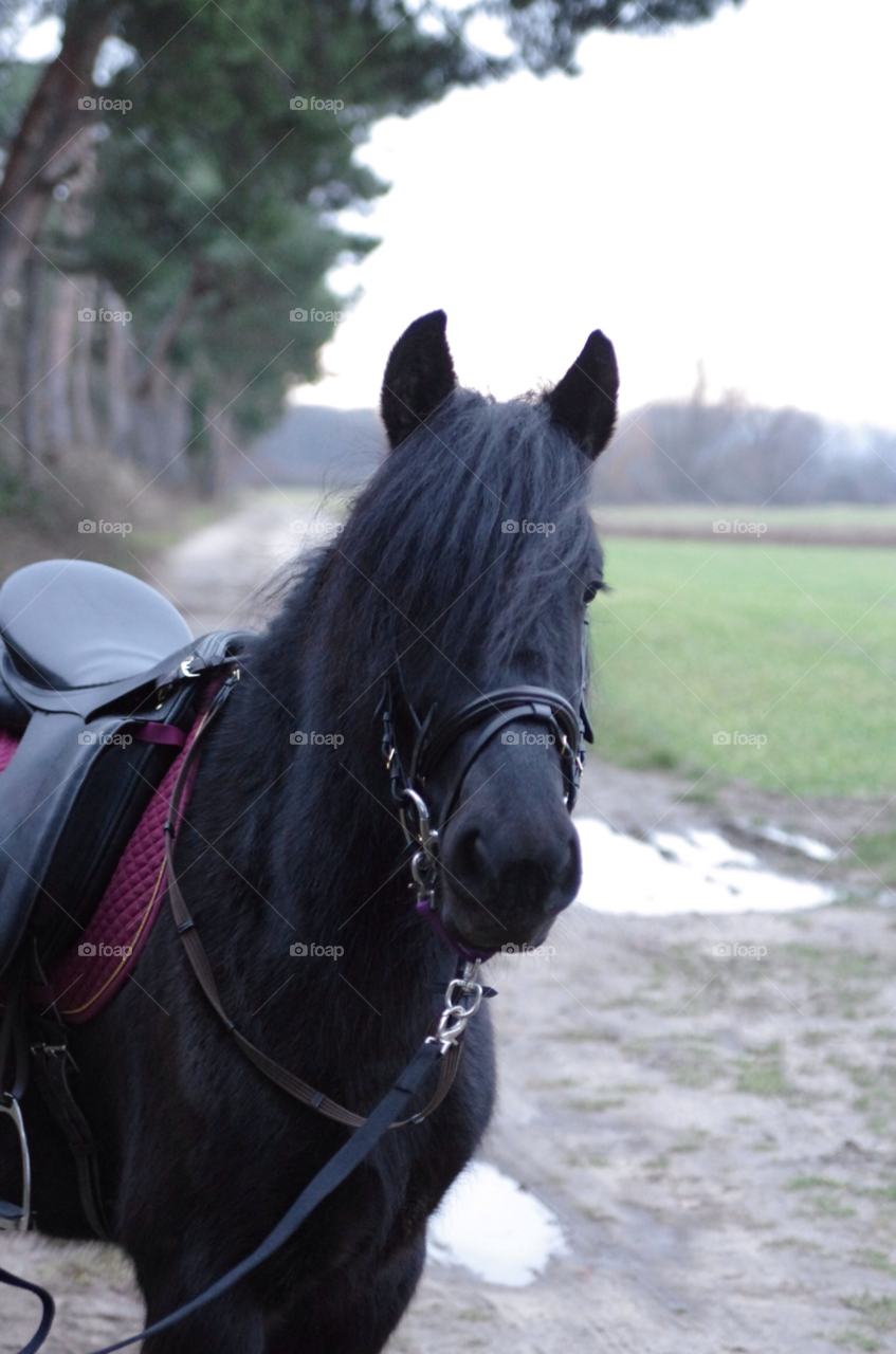 groß gerau horse pony pferd by jessyblue
