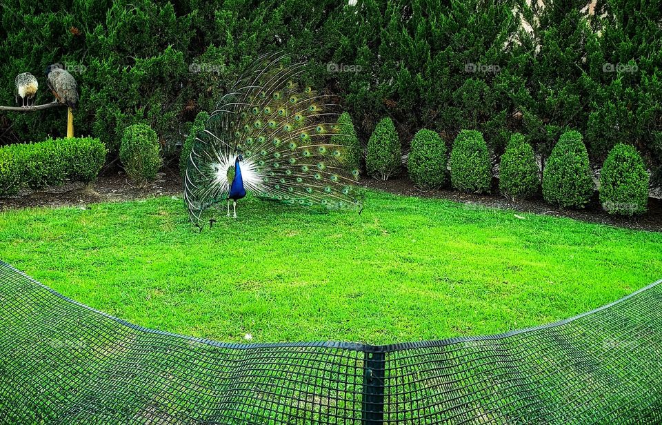 Trees around Us
peacock feather in garden