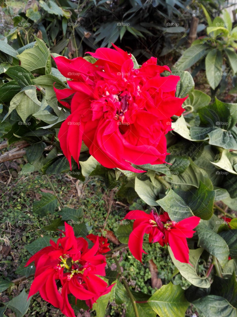 Poinsettia, Christmas flower, Himalayan flower