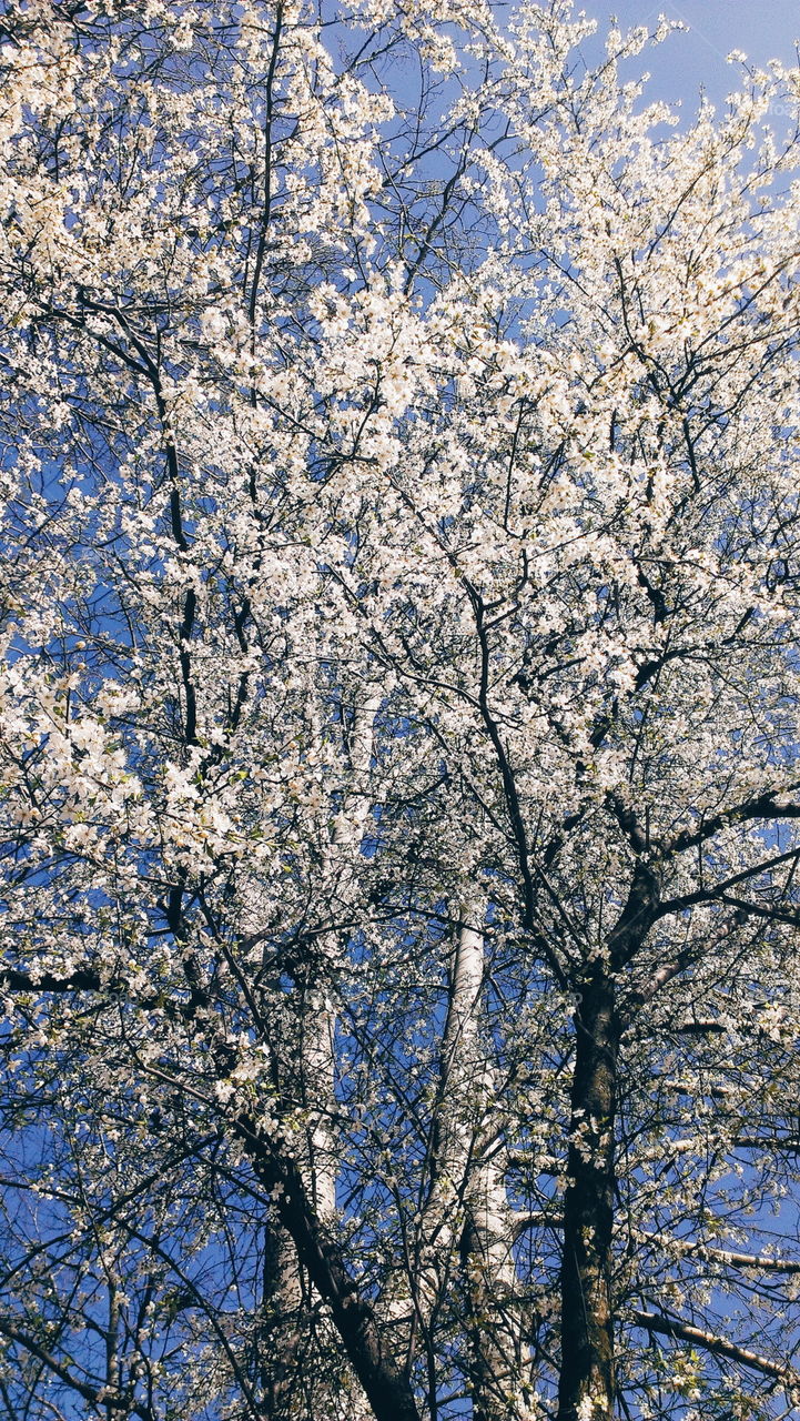 Blossom tree. Blossom tree