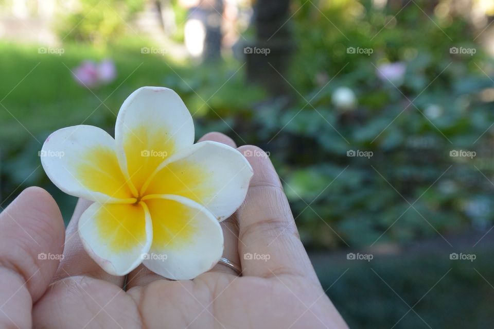 Bunga kamboja (balinese flower)