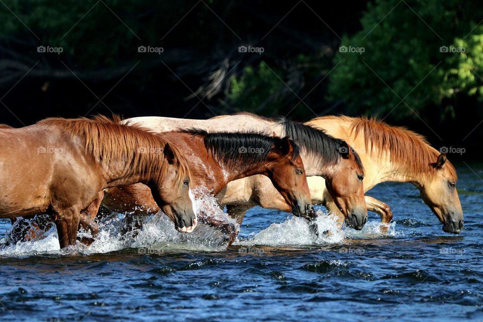 Wild Horses in the River
