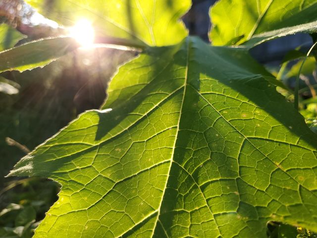 Natural sunlight illuminating the veins in a green leaf.