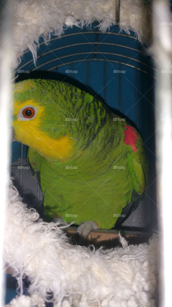 Parrot peeking