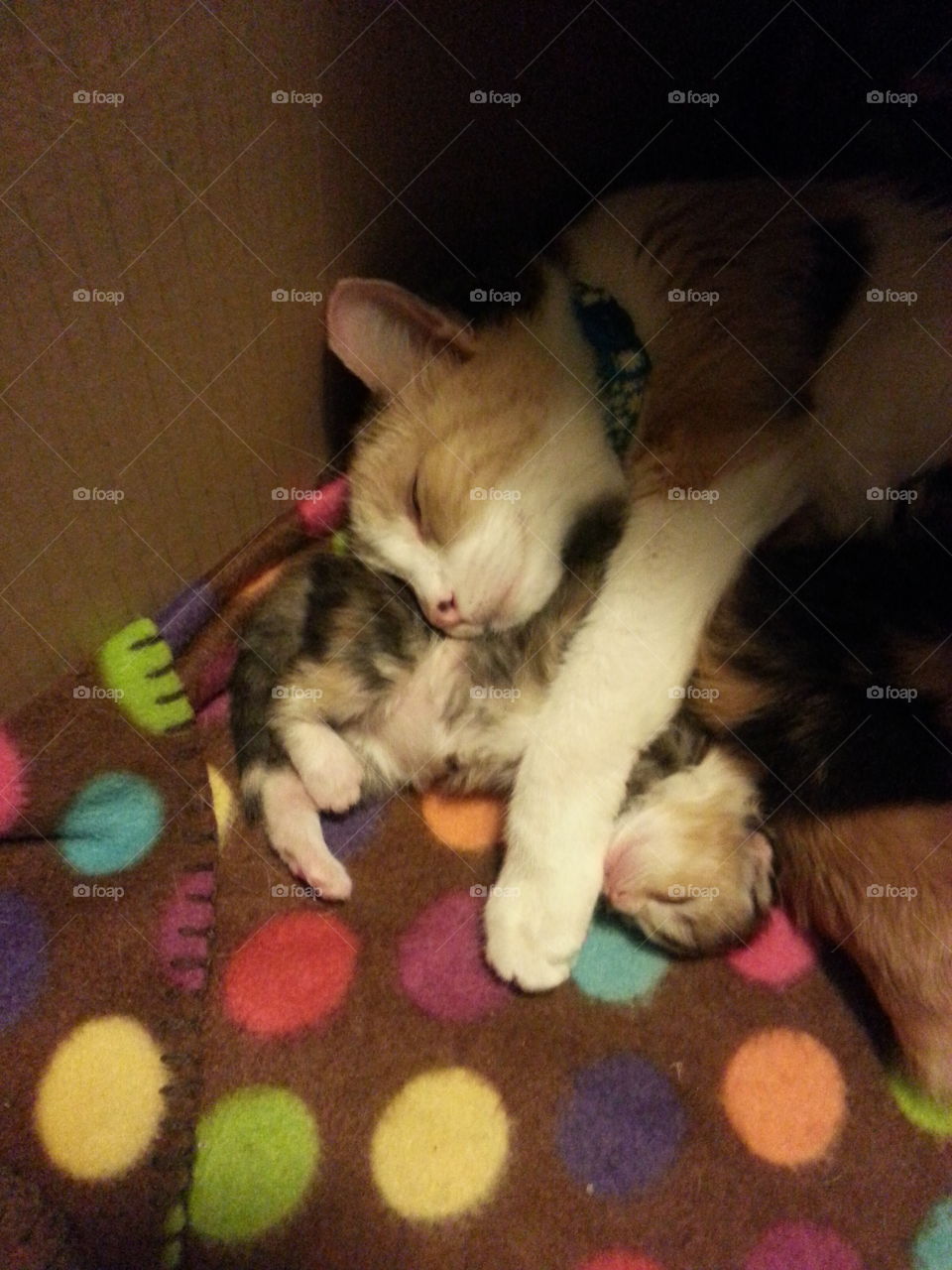 Mom cat and kittens. Took in a stray only only to find out she was carrying five more!