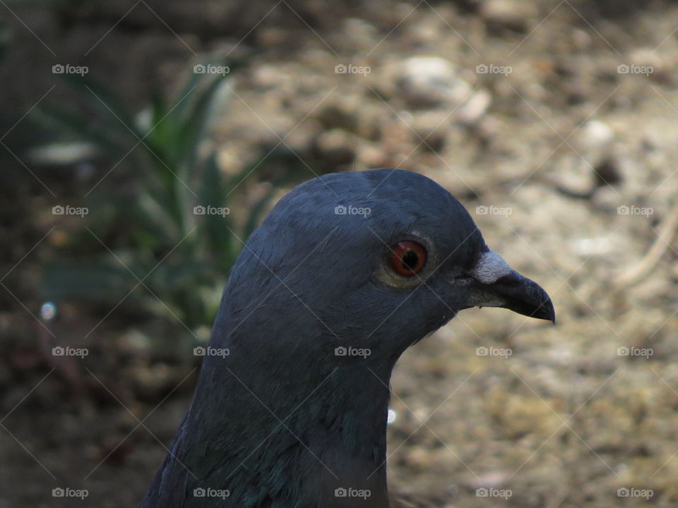Pigeon face